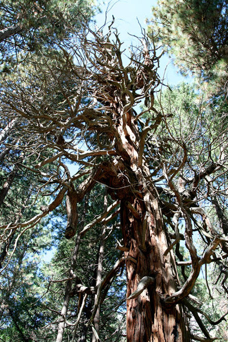 albero Flexitariani