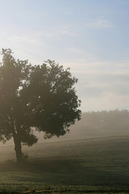 ogm nella nebbia