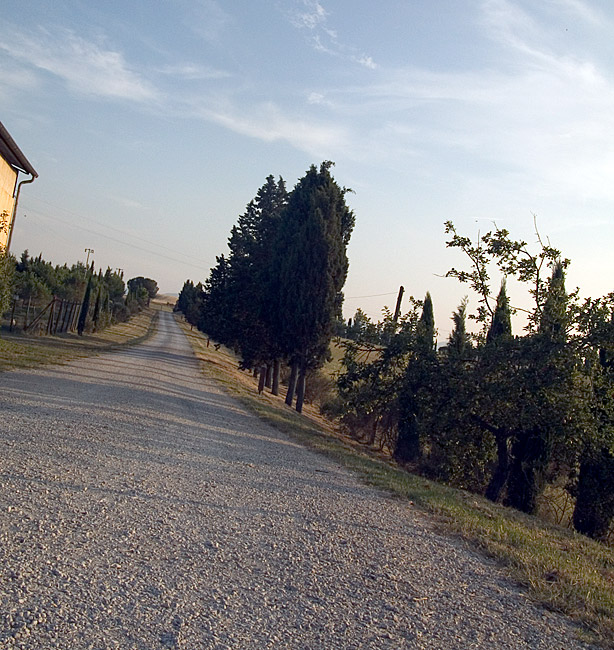 viale alberato dellacapannina10 Della Capannina, e della Toscana bio