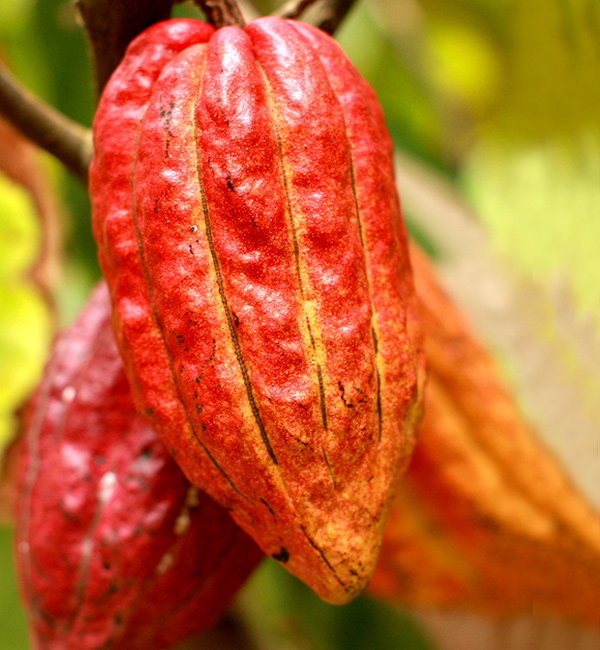 theobroma cacao theobromacacao01 Theobroma cacao: lalbero degli dei