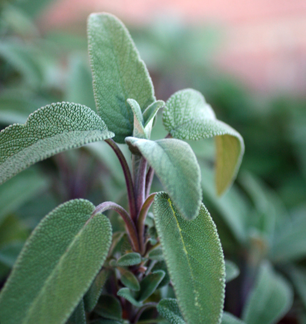 salviaofficinalis01 Salvia officinalis: umile, generosa e sacra
