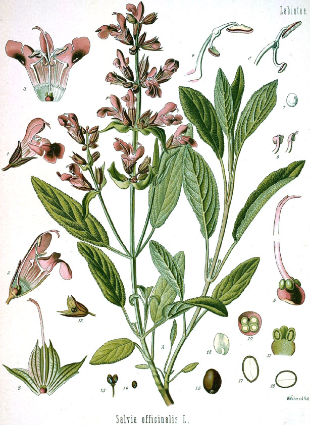 salviaofficinalis03 Salvia officinalis: umile, generosa e sacra